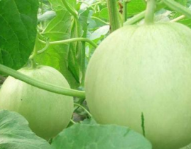 娱乐吃瓜频道有哪些名字,盘点那些让人欲罢不能的频道名称