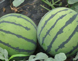 娱乐吃瓜酱山东,吃瓜酱带你探秘本土明星幕后故事