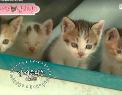 娱乐吃瓜酱猫妈妈视频下载,揭秘萌宠日常