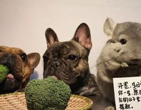 阿呆娱乐吃瓜,揭秘娱乐圈最新热点事件