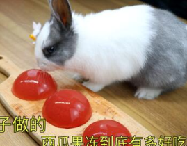 娱乐吃瓜小兔子小说,小兔子吃瓜记