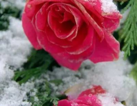 娱乐吃瓜酱雪玫瑰,娱乐吃瓜酱的甜蜜诱惑