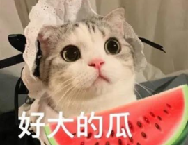娱乐圈猫猫吃瓜小说,猫猫吃瓜，揭秘明星背后的秘密