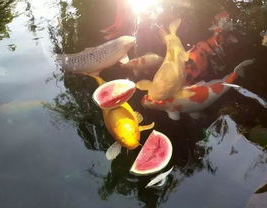 锦鲤娱乐吃瓜,揭秘娱乐圈的“吃瓜”风云