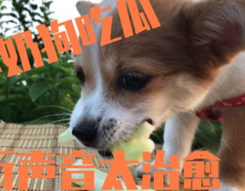 娱乐吃瓜酱送小狗视频在线观看,萌宠来袭，温馨瞬间引网友热议